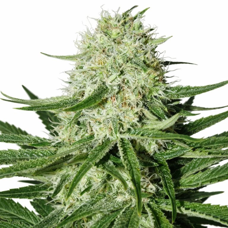 Suzy Q CBD cannabis seeds