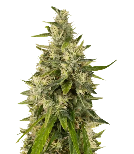 Sweet and Sour Widow CBD cannabis seeds