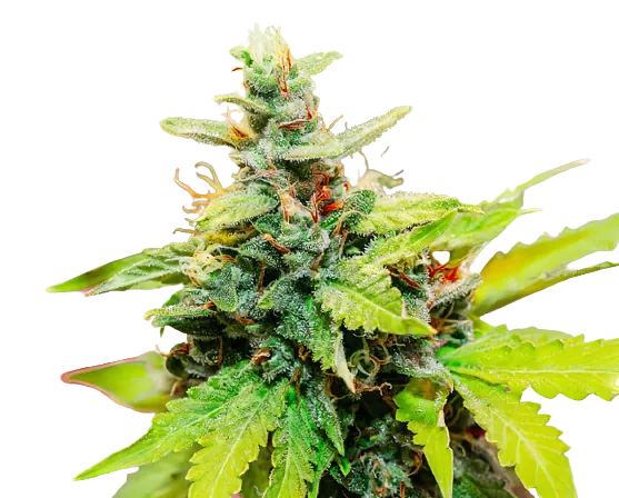 Sweet Baby Jane cannabis seeds