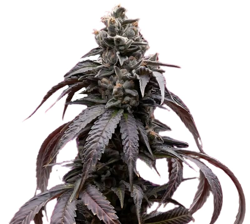 Sweet Berry cannabis seeds