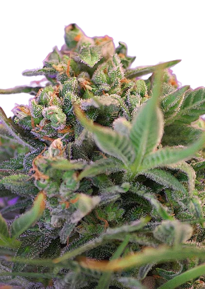 Sweet Cheese cannabis seeds