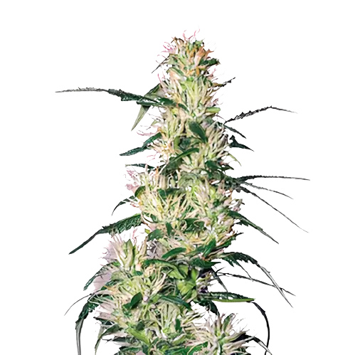 Sweet Deep Grapefruit cannabis seeds packaging, Royal King Seeds USA