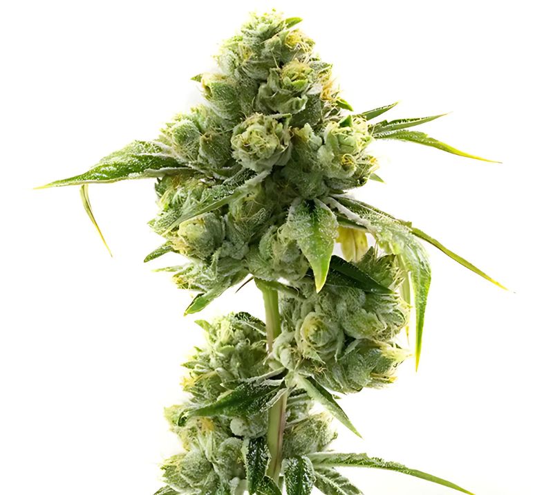 Sweet Dream cannabis seeds