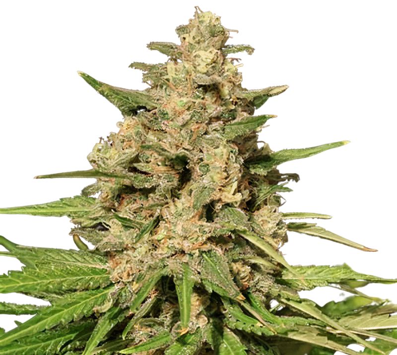 Sweet Island cannabis seeds