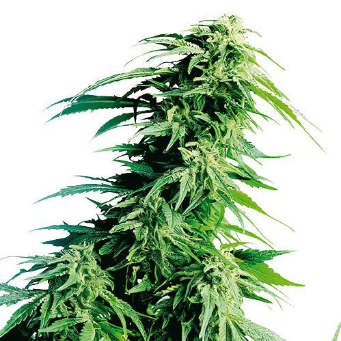 Sweet Lafayette cannabis seeds