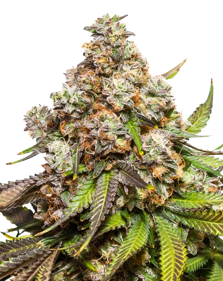Sweet Pebbles cannabis seeds