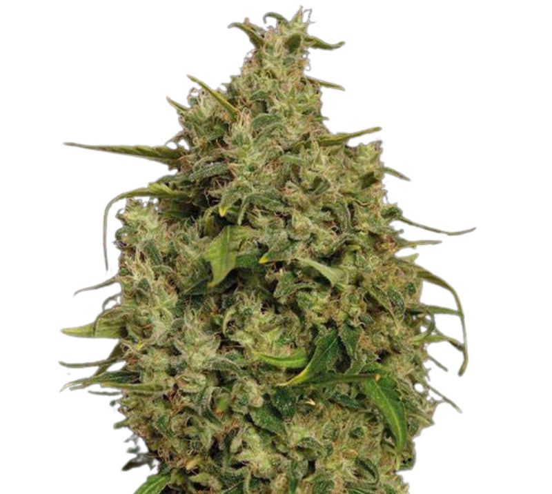Sweet Tooth cannabis seeds