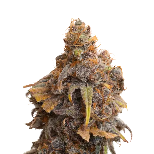 Swiss cannabis seeds