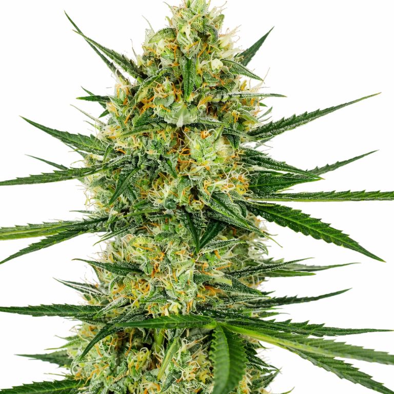 Tangerine cannabis seeds