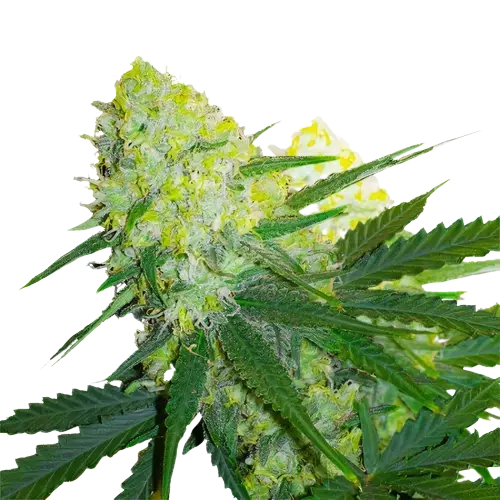Tangerine Power cannabis seeds