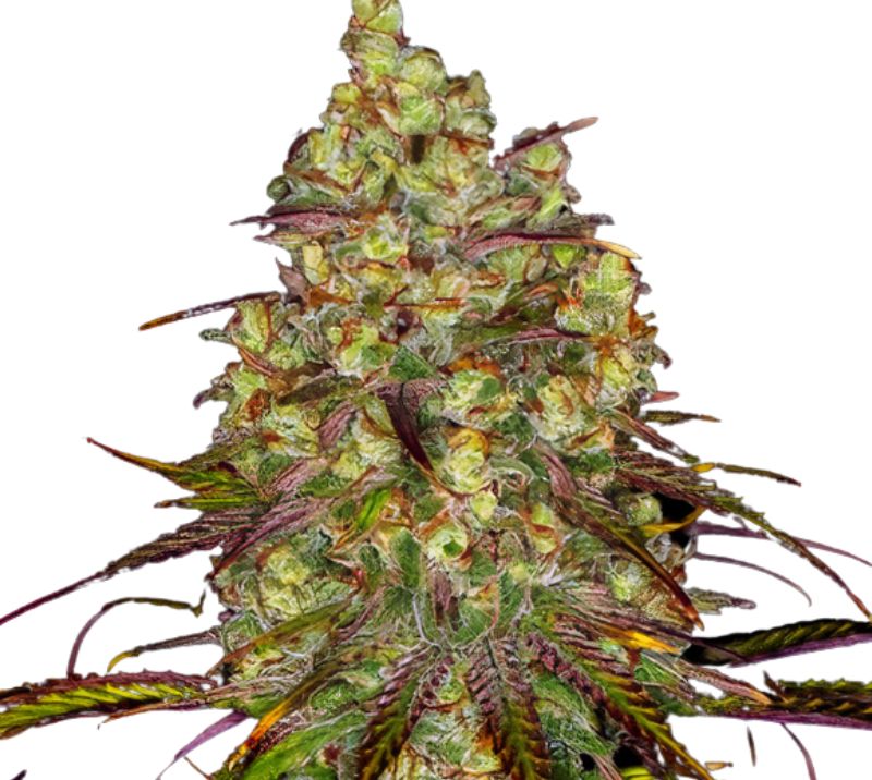 Tangie Dream Book cannabis seeds