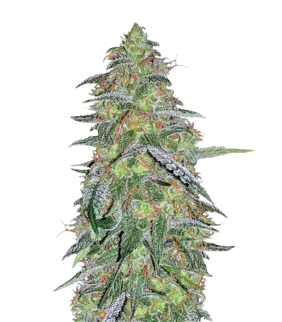 Tangilope cannabis seeds
