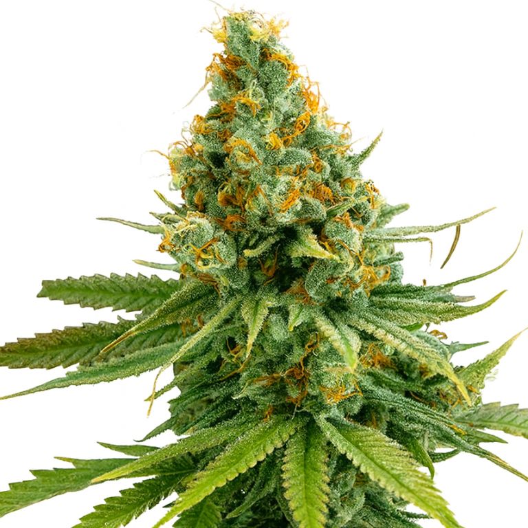 Tango cannabis seeds