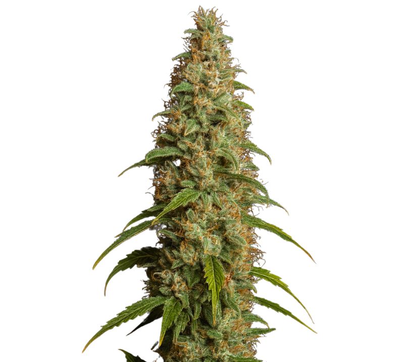 Thai cannabis seeds