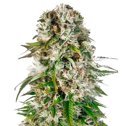 THC Bomb cannabis seeds