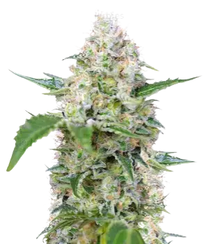 The Hog cannabis seeds