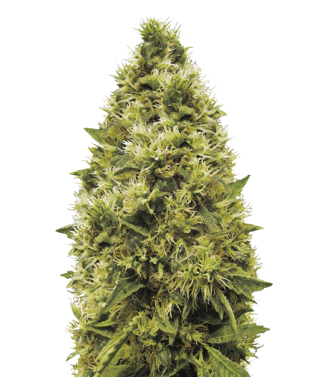 The White cannabis seeds