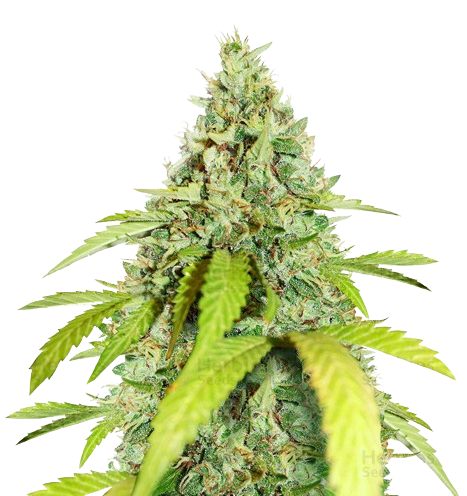 Thin Mint GSC cannabis seeds
