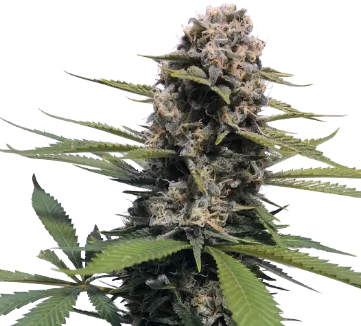 Timewreck cannabis seeds