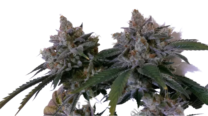 Tora Bora cannabis seeds