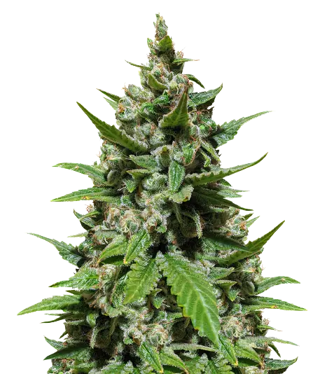 Trash cannabis seeds