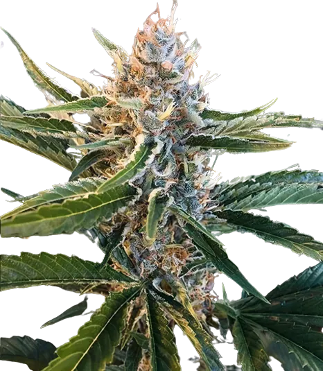 Tree of Life cannabis seeds