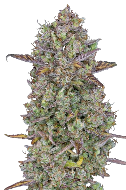 Triangle Kush cannabis seeds