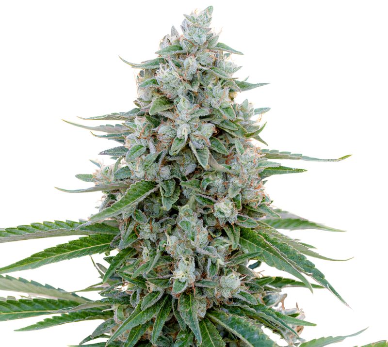 Trinity cannabis seeds