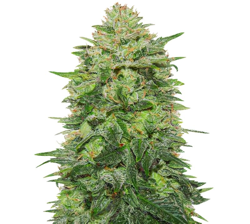 Triple Cheese cannabis seeds