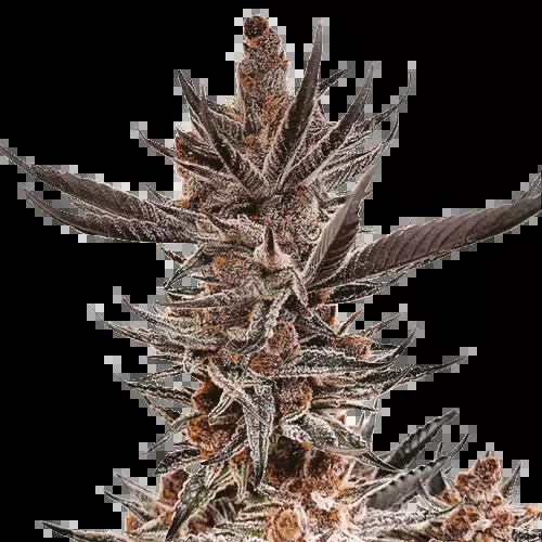 Tropicana Cookies cannabis seeds