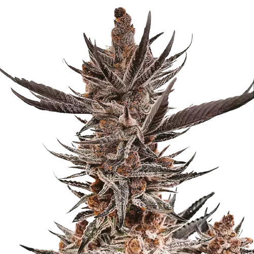 Tropicana Cookies Purple cannabis seeds