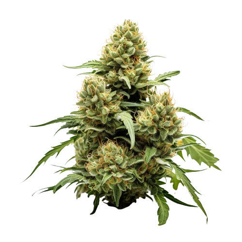 True OG cannabis seeds