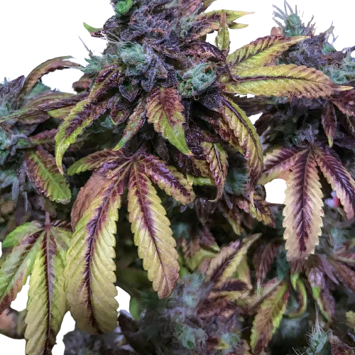Tuna Kush cannabis seeds