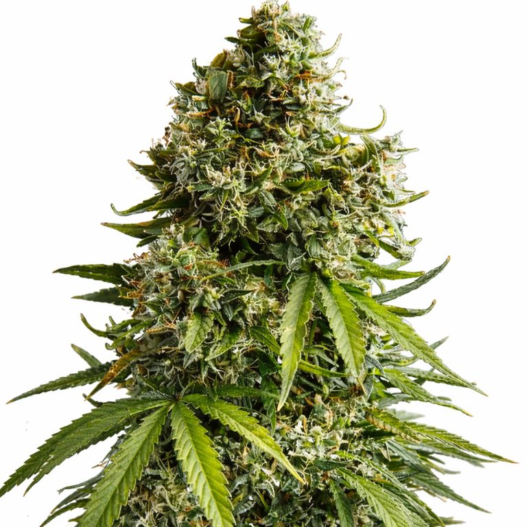 Tyson cannabis seeds