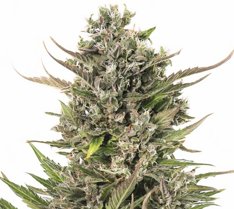 U2 Kush cannabis seeds