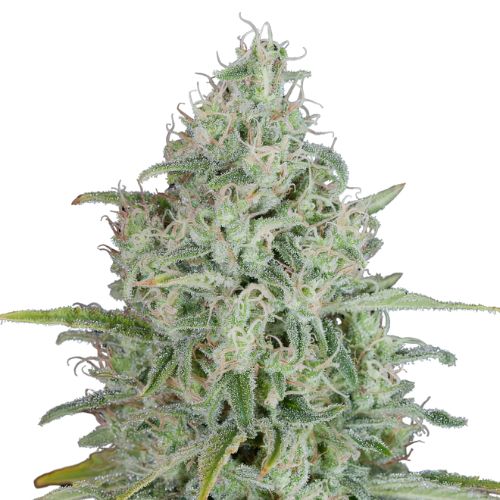 UK Cheese cannabis seeds