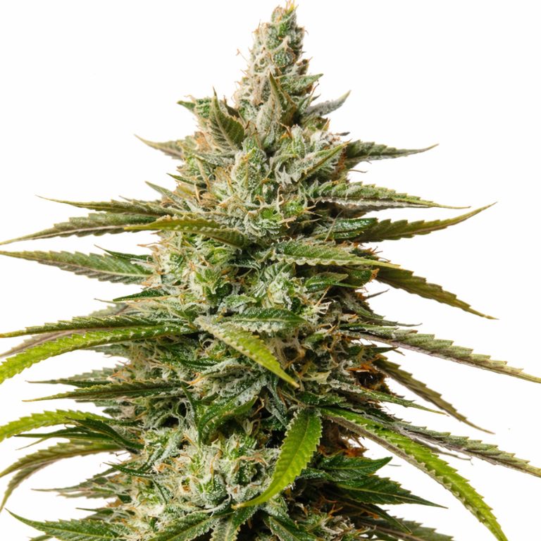 UW cannabis seeds