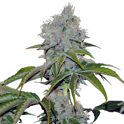 Vader OG cannabis seeds