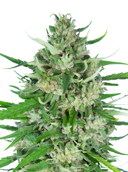 Valentine X CBD cannabis seeds