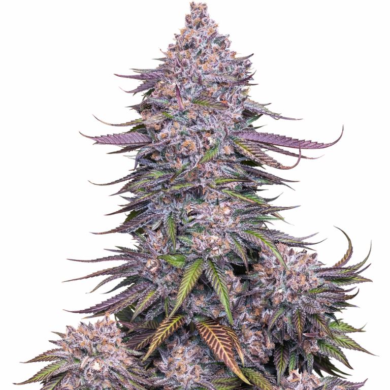 Venom OG cannabis seeds