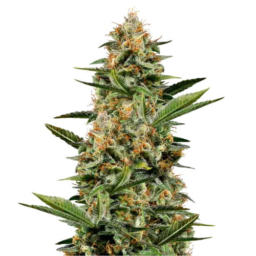 Venus OG cannabis seeds