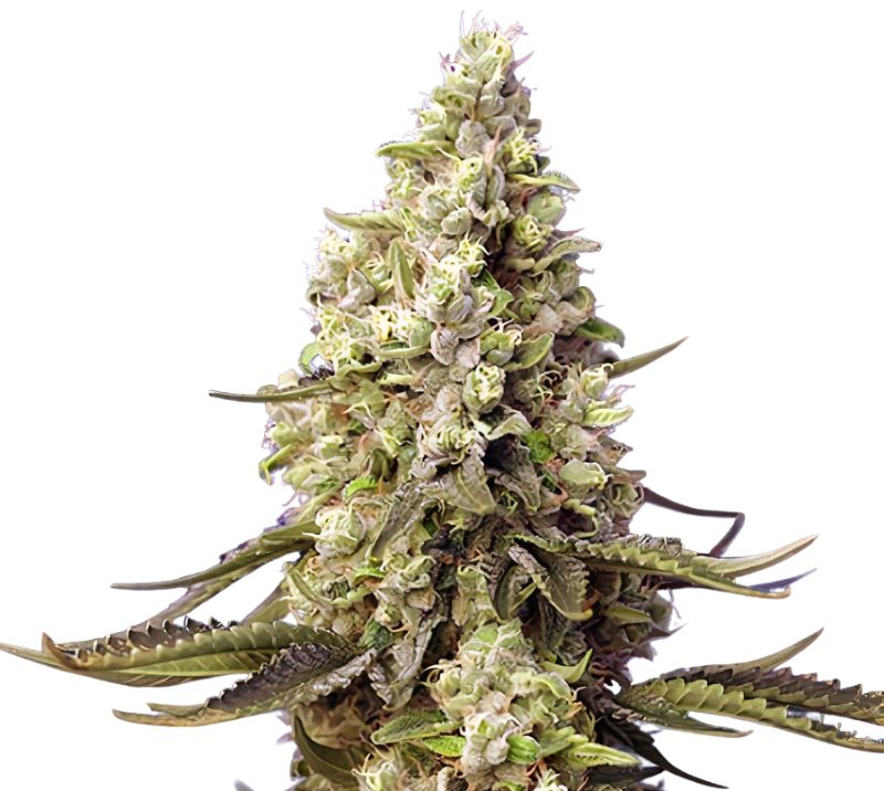 Violator Kush cannabis seeds