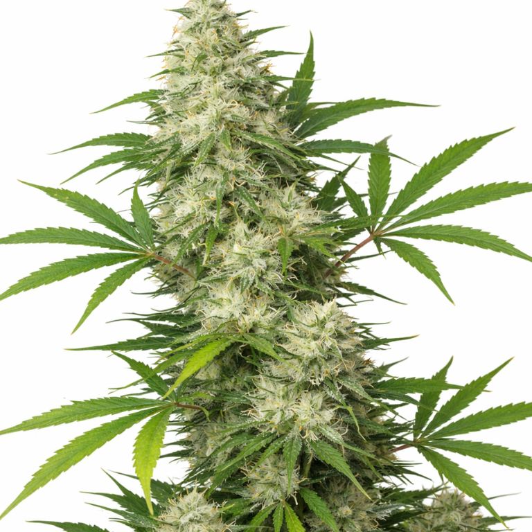 Vortex cannabis seeds