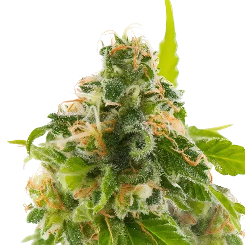 Watermelon cannabis seeds