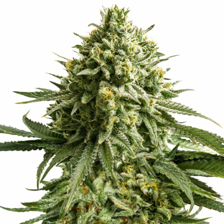 Wedding Cake cannabis seeds