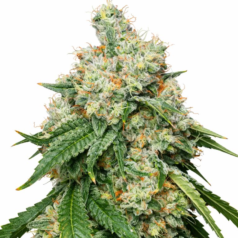 Wedding Pie cannabis seeds