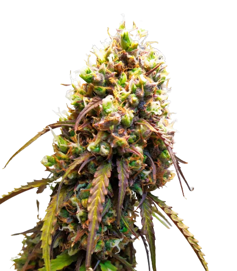 West OG cannabis seeds