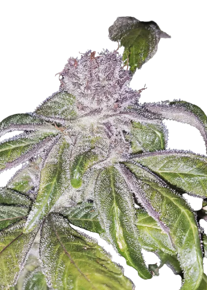 Whitaker Blues cannabis seeds