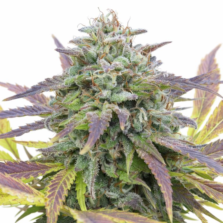 White Berry cannabis seeds