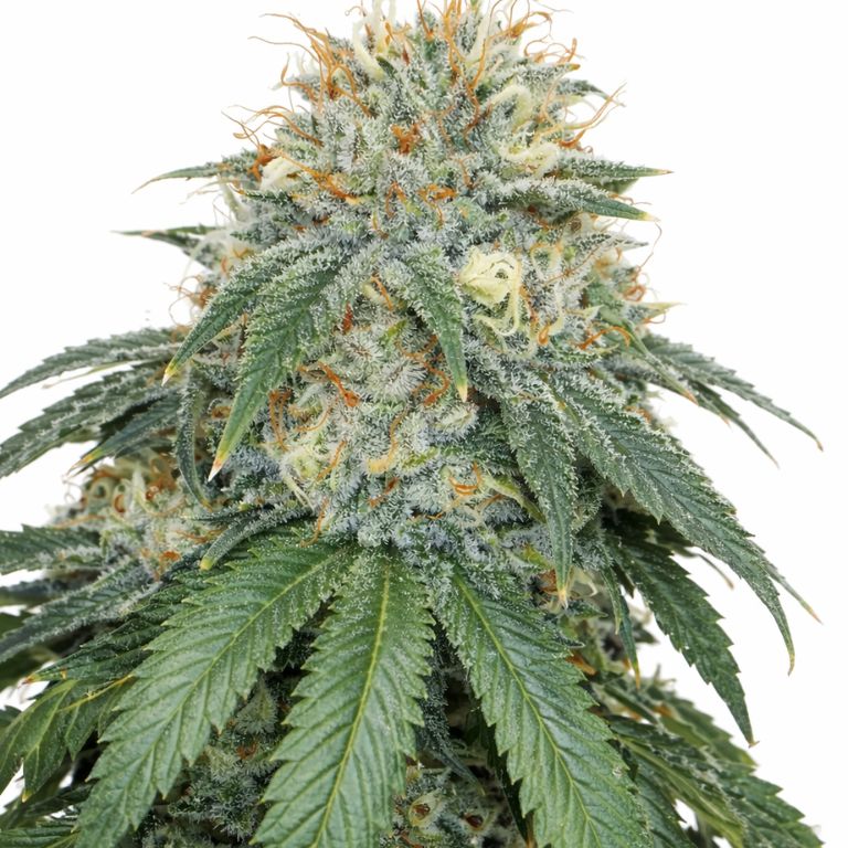White Fire 43 cannabis seeds